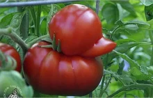 Warzywa nietypowym kształcie