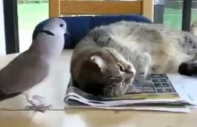 Ptaszek budzi kota