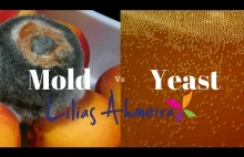 Mold vs Yeast