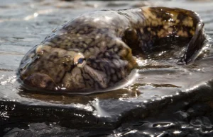 Najlepsza przyssawka na świecie w amerykańskich wodach Puget Sound