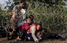 Świńskie głowy na granicy? Tak węgierski europoseł chce straszyć uchodźców