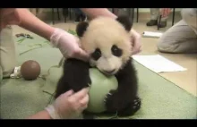 Panda bawi sie kulką