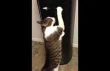 Kot pijący zimną wodę z dystrybutora