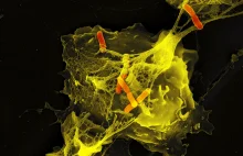 Komórki plotą sieci z własnego DNA by pokonać najeźdźców