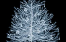 Zdjęcie rentgenowskie choinki z prezentami.