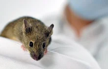 Komórki macierzyste przywróciły węch myszom