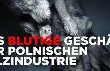 Niemiecka PETA żąda zakazu hodowli zwierząt na futra w Polsce