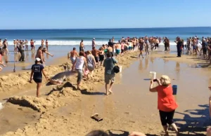 Spektakularna akcja ratowania żarłacza białego, który utknął na plaży.