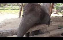 Mały słonik próbuje obudzić śpiącego psa