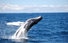 Japonia wznowi połowy wielorybów