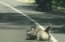 Miśki koala biją się na środku ulicy.