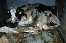 Branża mięsna po reportażu TVN o uboju chorych krów staje w obliczu kryzysu