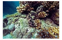 Podwodne życie koralowego atolu