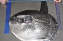 Tropikalna ryba Mola mola została znaleziona w Bałtyku [zdjęcia]