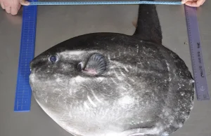 Tropikalna ryba Mola mola została znaleziona w Bałtyku [zdjęcia]