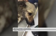 Elbląg: kobieta nie zauważyła, że zagłodziła psa na śmierć