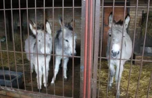 Osły z Zoo w Poznaniu znowu razem