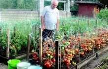 Dziadek zdradził mi swój sposób na obfite plony pomidorów. Nigdy wcześniej...