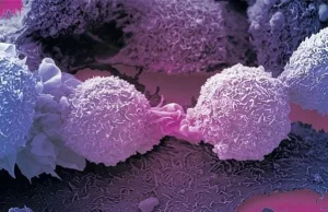 Wykryto nowy typ limfocytów T który przyczepia się do większości nowotworów