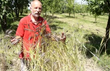 Zapomniane zboża wracają. Nie tylko w ekopiekarni. | Mistrz Branży -...