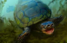 Paleontolodzy odkryli szczątki żółwia ze... świńskim nosem