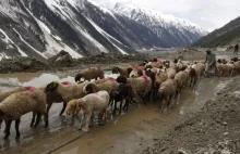 Kaszmir: śmierć kóz zagrożeniem dla produkcji... luksusowych szali