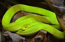 51 ciekawostek o wężach - paczka wiedzy