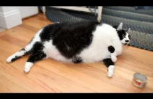 Sprinkles - kot dachowiec, który waży 14,5kg! Prawdopodobnie jest to...