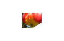 Seria zdjęć tulipanów