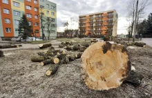 Roman Kluska o tzw. ustawie o drzewach: Wspaniałe rozwiązanie, likwiduje...