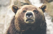 Niedźwiedzie nocami wchodzą do miast na Podhalu. Mieszkańcy przerażeni