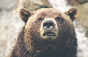 Niedźwiedzie nocami wchodzą do miast na Podhalu. Mieszkańcy przerażeni