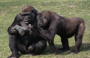Planeta Małp ,czyli iPad dla goryli:)
