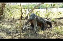 Waran z Komodo wcina małpkę.