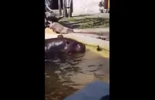 hipopotamy vs. kaczuszka