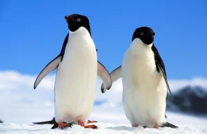 Mroczna prawda o słodkich pingwinach