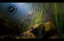BADC - Biotope Aquarium Design Contest