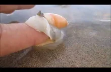 Mały, żarłoczny ślimak morski próbuje pożreć ludzki palec.