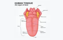 Najsilniejszym ludzkim mięśniem jest... język!