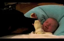Rottweiler i maleńkie dziecko