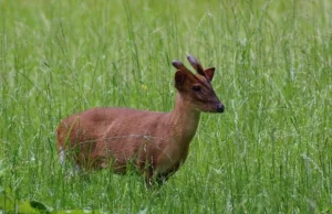 Taki mały, że ledwo go widać. W zoo urodził się szczekający jeleń