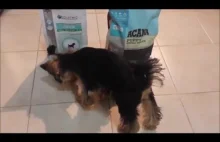 Yorkshire Terrier testing dog food Acana vs Royal Canin