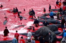 Krwawa rzeź grindwali i wielorybów na Wyspach Owczych.