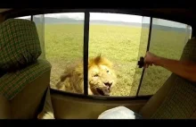 Najgłupszy turysta świata ! Próbował pogłaskać lwa !
