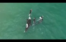 Orki bawiące się z pływakiem w Hahei Beach w Nowej Zelandii