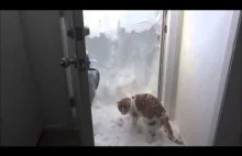 Kot próbuje się przedostać przez wielką zaspę śniegu