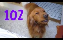 Smieszne psy #102