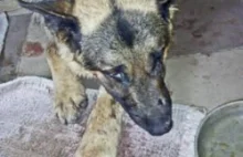Pies „smażył się” i wył z bólu - a policjanci... legitymowali właściciela