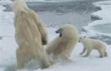 Dramatyczna sytuacja w Arktyce [video + artykuł]