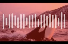 Listen to killer whales mimicking human voices – audio